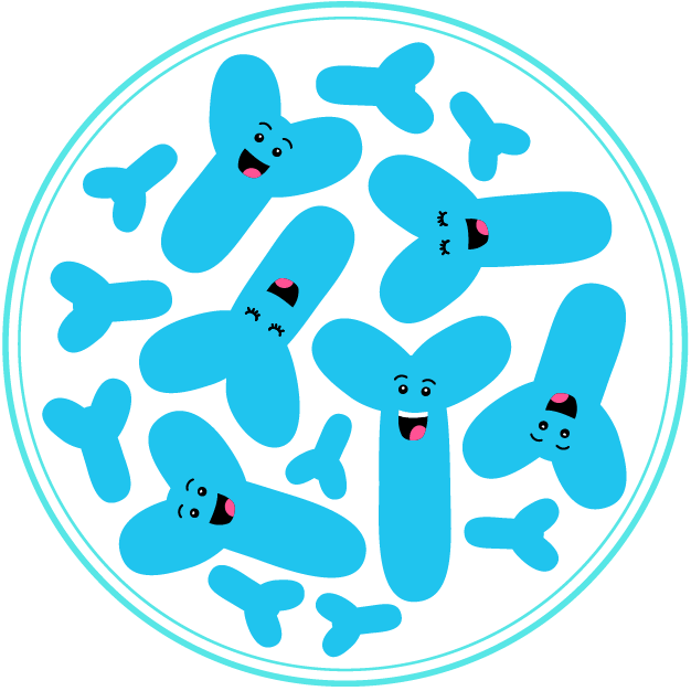Probiotic Bacteria - Bifidobacterium
